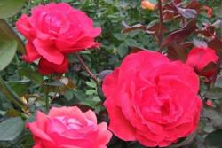 月季緋扇和粉扇有什么區別